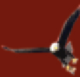 This site is for Eagles